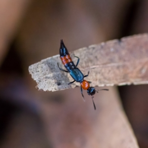 Paederus sp. (genus) at Paddys River, ACT - 4 Apr 2023 03:40 PM