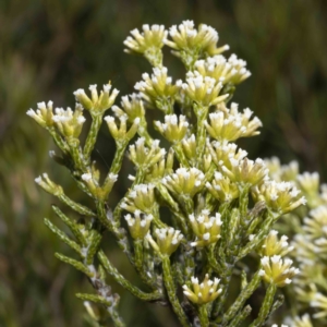 Ozothamnus cupressoides (Kerosine Bush) at Wilsons Valley, NSW by Steve63