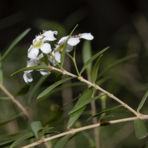 Sannantha pluriflora at Bournda, NSW - 23 Feb 2023
