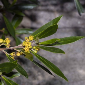 Tristaniopsis laurina at Narrabarba, NSW - 16 Feb 2023