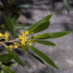 Tristaniopsis laurina (Kanooka, Water Gum) at East Boyd State Forest - 15 Feb 2023 by Steve63