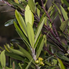 Tristaniopsis laurina at Narrabarba, NSW - 16 Feb 2023