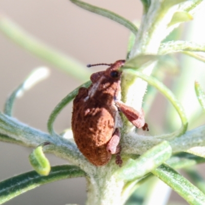 Gonipterus sp. (genus) (Eucalyptus Weevil) at Namadgi National Park - 24 May 2023 by SWishart