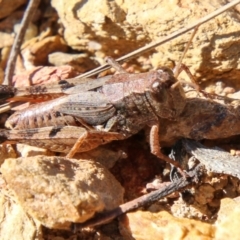 Phaulacridium vittatum (Wingless Grasshopper) at Namadgi National Park - 24 May 2023 by SWishart