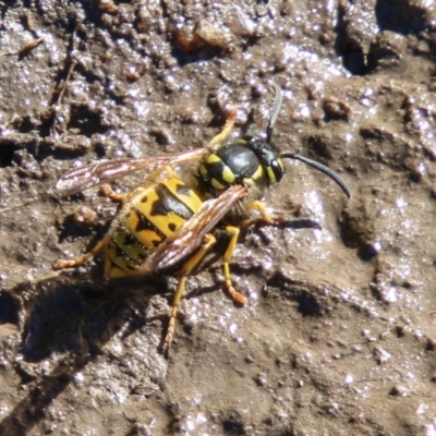 Vespula germanica (European Wasp, German Yellowjacket Wasp) at Booth, ACT - 24 May 2023 by SWishart