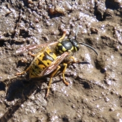 Vespula germanica (European wasp) at Booth, ACT - 24 May 2023 by SWishart