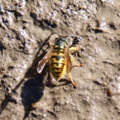 Vespula germanica at Booth, ACT - 24 May 2023 12:20 PM