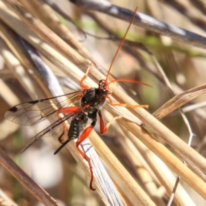 Echthromorpha intricatoria at Booth, ACT - 24 May 2023 12:40 PM