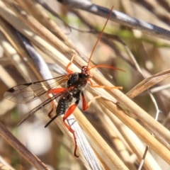 Echthromorpha intricatoria (Cream-spotted Ichneumon) at Booth, ACT - 24 May 2023 by SWishart