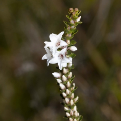 Epacris microphylla (Coral Heath) at East Boyd State Forest - 19 Sep 2022 by Steve63