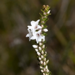 Epacris microphylla (Coral Heath) at Narrabarba, NSW - 19 Sep 2022 by Steve63