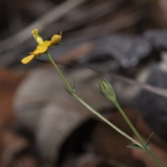 Hypericum gramineum at Bournda, NSW - 21 Feb 2023