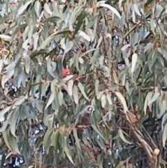 Callocephalon fimbriatum (Gang-gang Cockatoo) at Majura Primary School, Watson - 26 May 2023 by Merlin