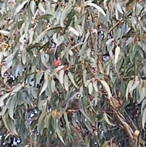 Callocephalon fimbriatum at Watson, ACT - suppressed