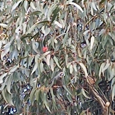 Callocephalon fimbriatum (Gang-gang Cockatoo) at Majura Primary School, Watson - 26 May 2023 by Merlin