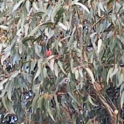 Callocephalon fimbriatum (Gang-gang Cockatoo) at Watson, ACT - 26 May 2023 by Merlin