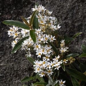 Olearia megalophylla (Large-leaf Daisy-bush) at Wilsons Valley, NSW by Steve63