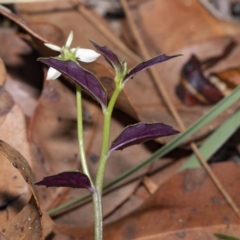 Lobelia purpurascens at Bournda, NSW - 21 Feb 2023