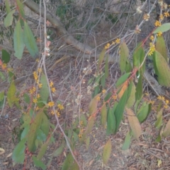 Eucalyptus stellulata (Black Sally) at Lions Youth Haven - Westwood Farm A.C.T. - 2 Jun 2023 by HelenCross