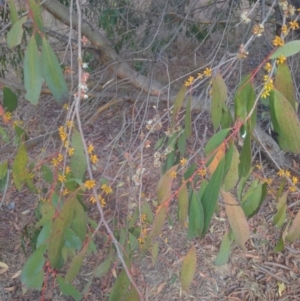 Eucalyptus stellulata (Black Sally) at Stromlo, ACT by HelenCross