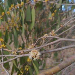 Eucalyptus stellulata at Stromlo, ACT - 2 Jun 2023