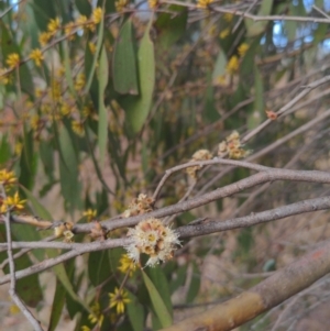 Eucalyptus stellulata at Stromlo, ACT - 2 Jun 2023