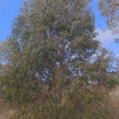Eucalyptus stellulata at Stromlo, ACT - 2 Jun 2023