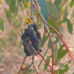 Perga sp. (genus) (Sawfly or Spitfire) at Lions Youth Haven - Westwood Farm A.C.T. - 2 Jun 2023 by HelenCross