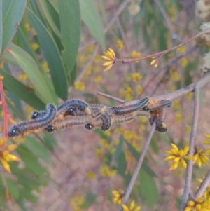 Perga sp. (genus) at Stromlo, ACT - 2 Jun 2023