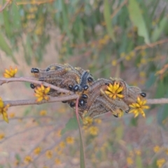 Perga sp. (genus) at Stromlo, ACT - 2 Jun 2023