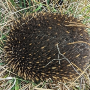 Tachyglossus aculeatus at Stromlo, ACT - 2 Jun 2023