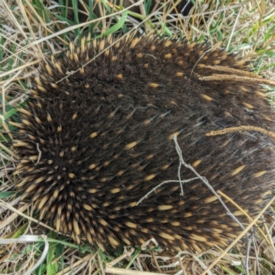 Tachyglossus aculeatus (Short-beaked Echidna) at Stromlo, ACT - 2 Jun 2023 by HelenCross