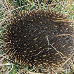 Tachyglossus aculeatus (Short-beaked Echidna) at Stromlo, ACT by HelenCross
