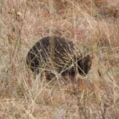 Tachyglossus aculeatus at Stromlo, ACT - 2 Jun 2023