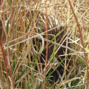 Tachyglossus aculeatus at Stromlo, ACT - 2 Jun 2023