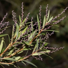 Leucopogon affinis (Lance Beard-heath) at Nadgee State Forest - 14 May 2023 by Steve63