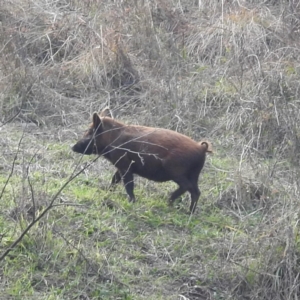 Sus scrofa (Pig (feral)) at Stromlo, ACT by HelenCross