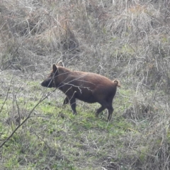 Sus scrofa (Pig (feral)) at Stromlo, ACT - 2 Jun 2023 by HelenCross