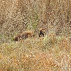 Sus scrofa at Stromlo, ACT - 2 Jun 2023