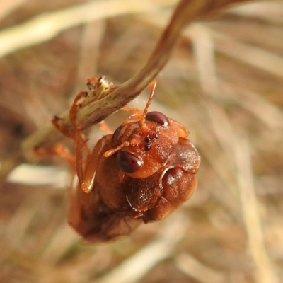 Pergagrapta sp. (genus) (A sawfly) at Bullen Range - 2 Jun 2023 by HelenCross