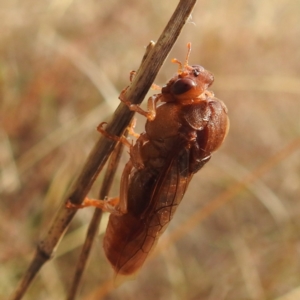 Pergagrapta sp. (genus) at Stromlo, ACT - 2 Jun 2023