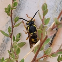 Vespula germanica (European Wasp, German Yellowjacket Wasp) at Wambrook, NSW - 1 Jun 2023 by Mike