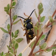 Vespula germanica (European wasp) at Wambrook, NSW - 1 Jun 2023 by Mike