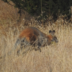 Notamacropus rufogriseus (Red-necked Wallaby) at Bullen Range - 2 Jun 2023 by HelenCross