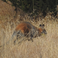Notamacropus rufogriseus (Red-necked Wallaby) at Stromlo, ACT - 2 Jun 2023 by HelenCross