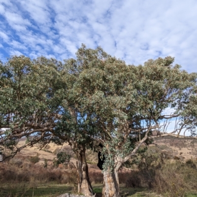 Eucalyptus polyanthemos (Red Box) at Stromlo, ACT - 2 Jun 2023 by HelenCross