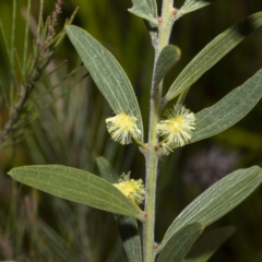 Acacia lanigera var. gracilipes (Woolly Wattle) at Yambulla, NSW - 24 Aug 2022 by Steve63