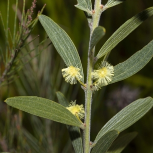 Acacia lanigera var. gracilipes at Yambulla, NSW - 24 Aug 2022