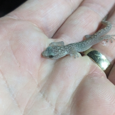 Christinus marmoratus (Southern Marbled Gecko) at Albury - 2 Jun 2023 by ChrisAllen