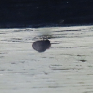 Psychodidae sp. (family) at Fyshwick, ACT - 2 Jun 2023